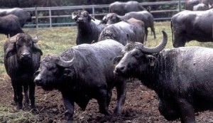 bufale
