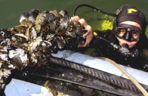 Cozze inquinate