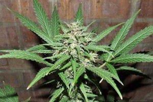 Marijuana