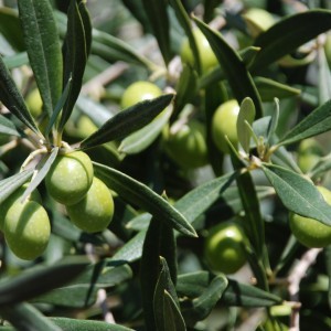olive-cerreto-300x300