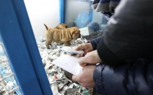 traffico di cuccioli