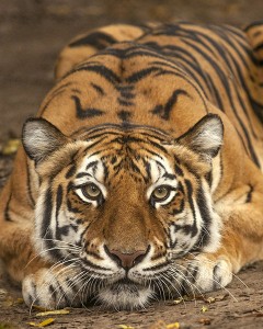 Bengal Tiger ©Amiee Stubbs Photography, 2012