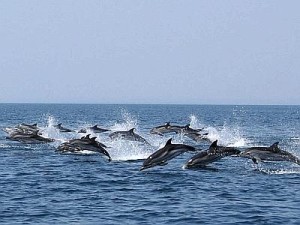 delfini