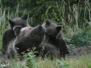 cuccioli-orsa-daniza