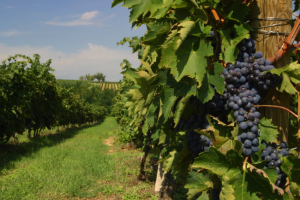 vigna - italiana