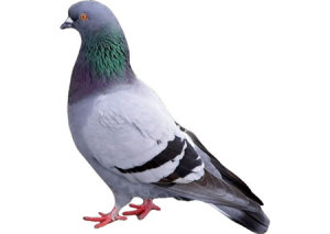 piccione