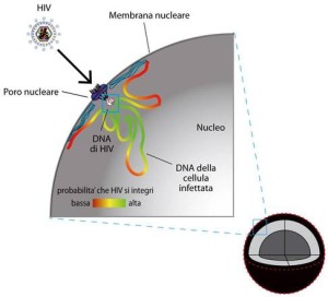 Schema scoperta HIV - DA F. DE FILIPPO