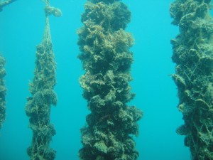 cozze-dsc01643