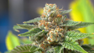 nn_07_gg_marijuana_140111