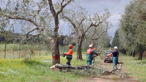 xylella-abbattimento-ulivi-4