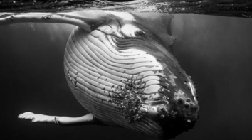 Jem Cresswell foto megattere