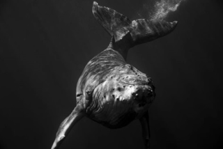 Jem Cresswell foto megattere