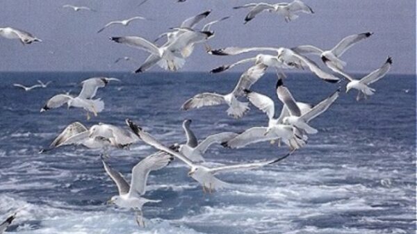 cyberstalking e revenge porn